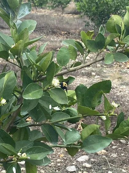 Terreno Con Huerto De Limon En Remate A 20 Minutos De Tlalti