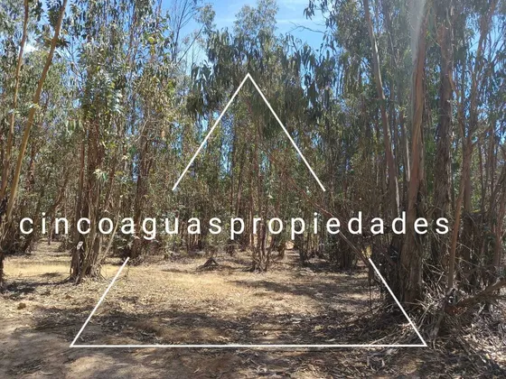 Parcela En El Corazón De Foresta De Zapallar (83954)