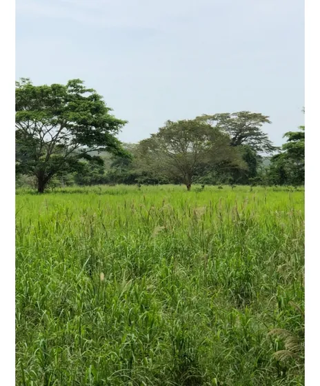 Venta De Finca En Yumare, Edo. Yaracuy