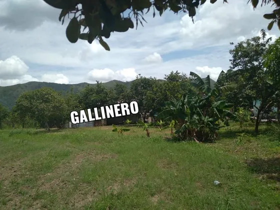 Luis V    Ofrece  En  Alquiler   Terreno  (agricola-empresarial) Ubicado En El  Sector  Valles De Mozanga  (asentamiento Campesino). Municipio De San Diego,   Estado Carabobo 