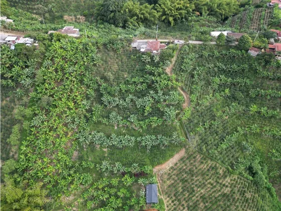 Venta Espectacular Lote Agricola En Altagracia Pereira 