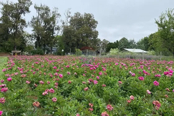 Predio Con Cultivo De Peonias