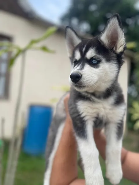 Cachorro Husky Siberiano