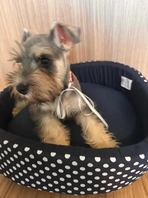 Filhotes De Schnauzer Mini Com Pedigree Em Brasília!!!
