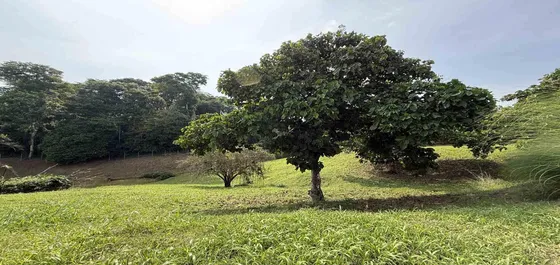 Lote En Venta En Cerritos/pereira  (279062245).