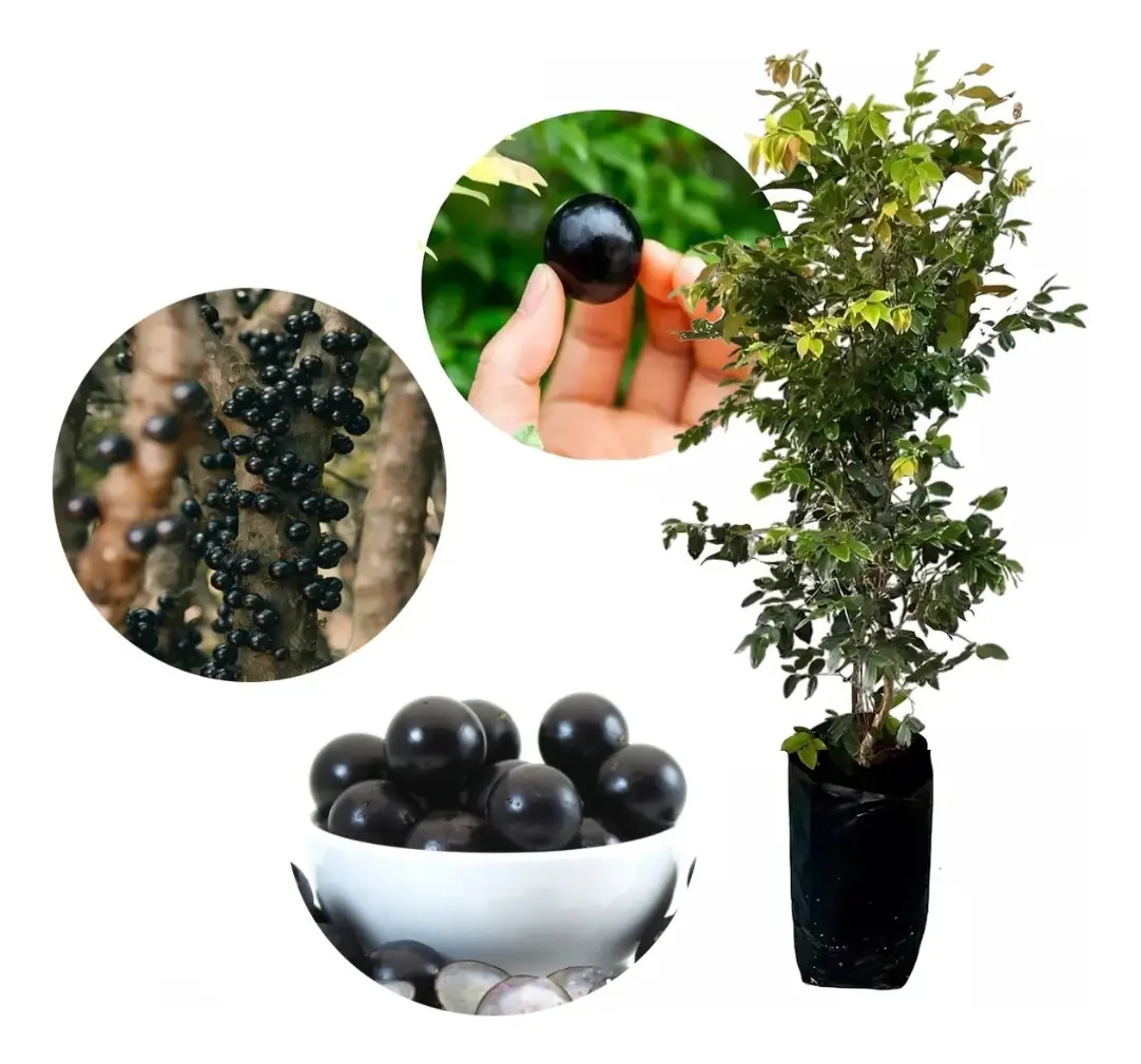 Kit Com 10 Mudas De Frutas Para Pomar E Vazos65568204833281123
