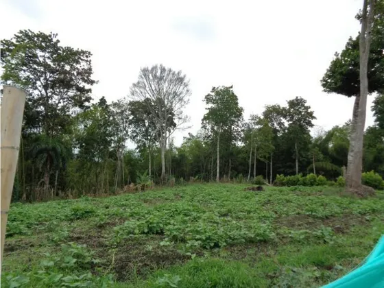 Venta Lote Tebaida Vía Al Valle