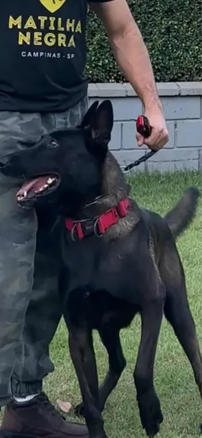 Pastor Belga Malinois