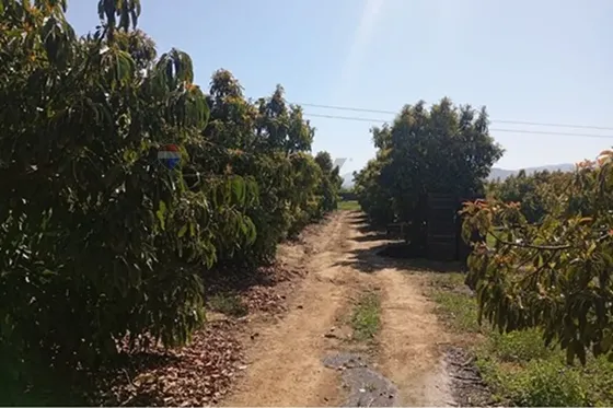 Venta Terreno Paltos En Productividad