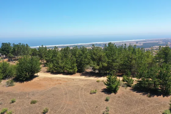 Mar Y Bosque