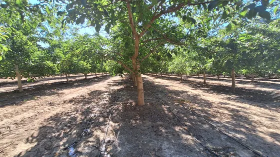 Excelente Terreno, Agrícola O Habitacional En Champa