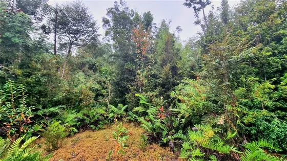 Parcela Con Excelente Conectividad En Venta En Puerto Varas