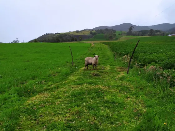 Finca De 15,70 Fanegadas. Se Vende En La Calera Cundinamarca