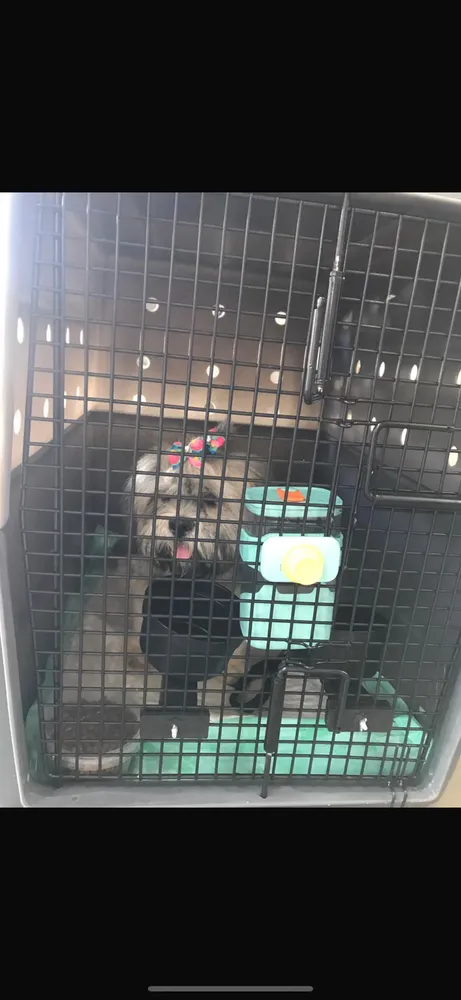 Caixa De Transporte Modelo 400 Pet Tour Para Cães 3 Trincos - Imagem 3