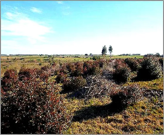 Campo Explotacion Forestal -lavalleja, Uruguay-financiacion 50%