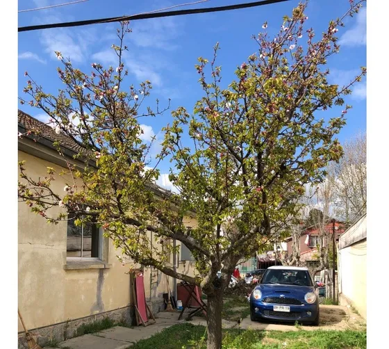 Vendo 2 Casas En Amplio Terreno En Centro De Quilpue