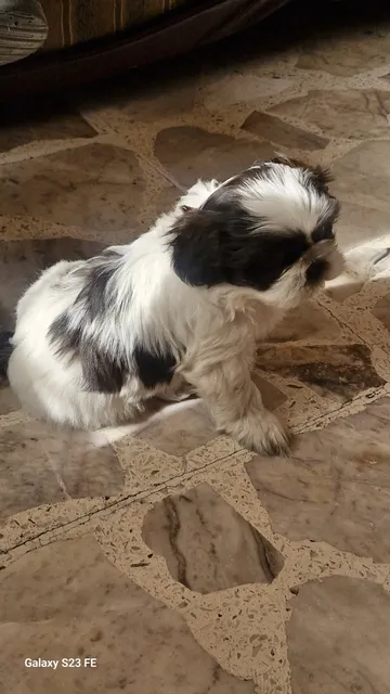 Cachorros Shih Tzu