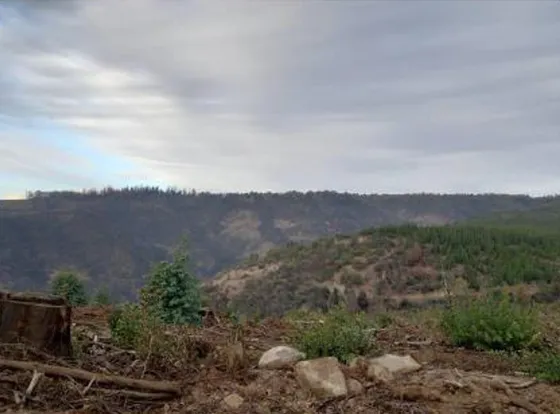 Terreno A 18 Km De Curicó Con Bosque Nativo
