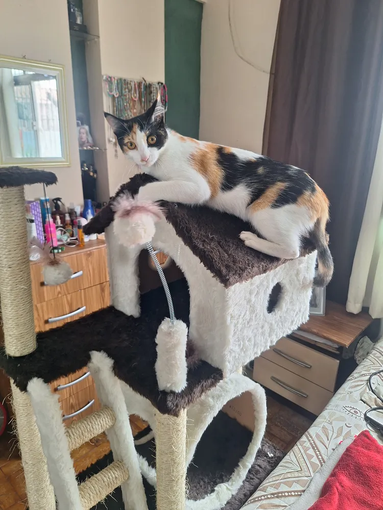 Arranhador Gato Casa Três Andares Com Rede E Escada E Túnel Cor Bege - Imagem 4