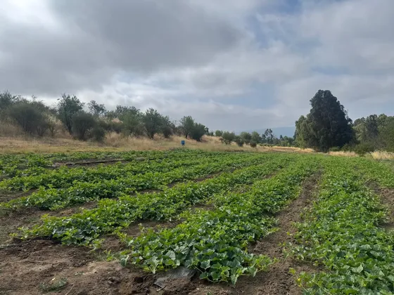 Terreno Agrícola 7 Hectáreas Extensión Urbana En María Pinto