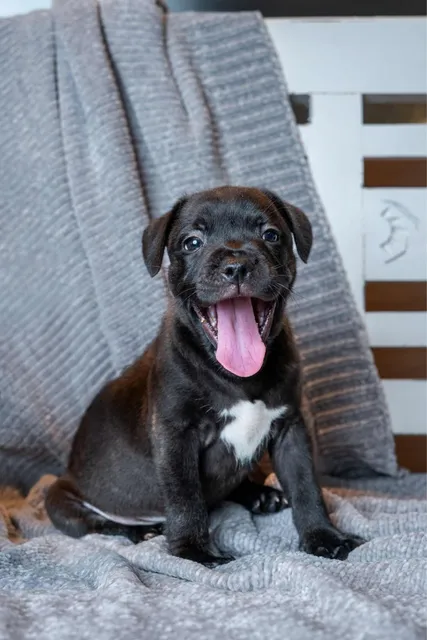 Staffordshire Bull Terrier