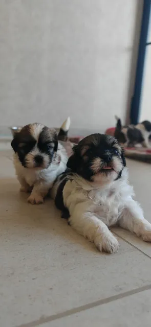 Shih Tzu Cachorros