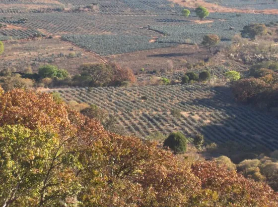 Terreno En Venta En Tequila Jalisco