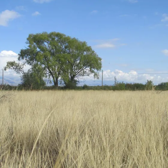 Finca En Venta 5,7 Hectáreas Altamira Valle De Uco