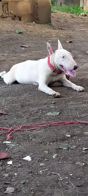 Bull Terrier