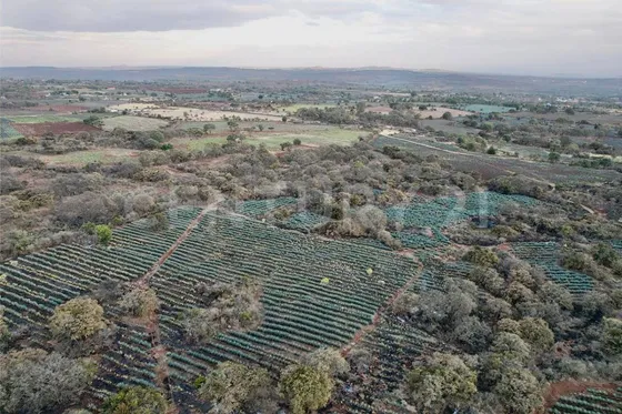 Predio En Venta En Rosas Azules Arandas, Jalisco