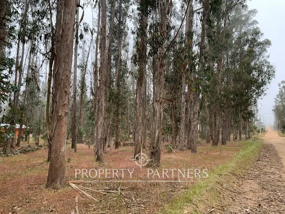 Terreno Con Bosque Y En Buena Ubicación 