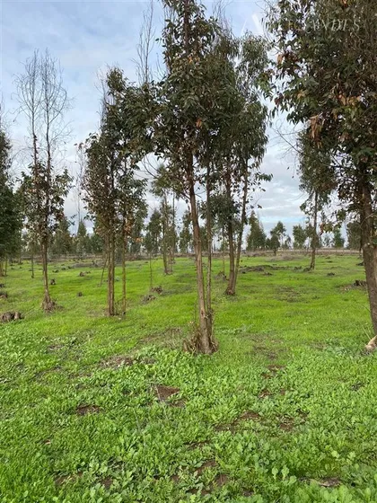Sitio Condominio Seguro Naturaleza Mantagua A 10 Min Concon