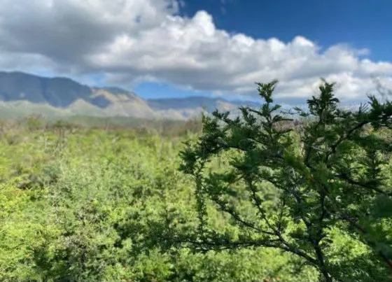 Campo 4 Hectareas En Corralito Arriba, Traslasierra, Cordoba (ref 211)