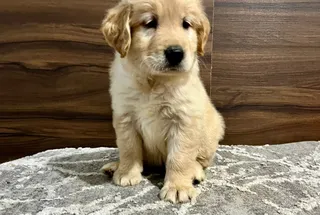 Golden retriever puppy shop near me online