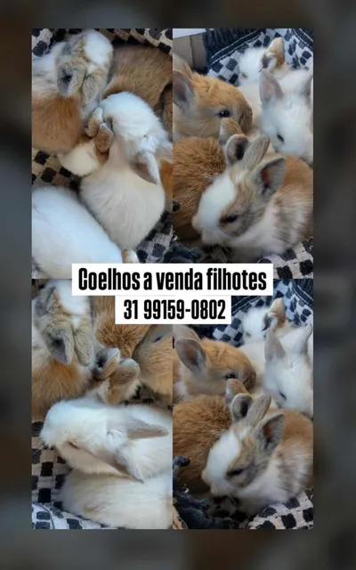 *#coelhosfofos #petfofo #filhotes #adoçãoresponsável*