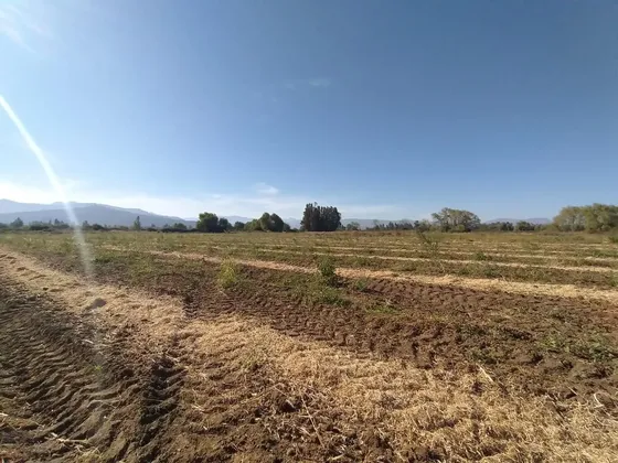 Campo De 60 Ha Con Agua Para Riego, Plano. Teno, Vii R.