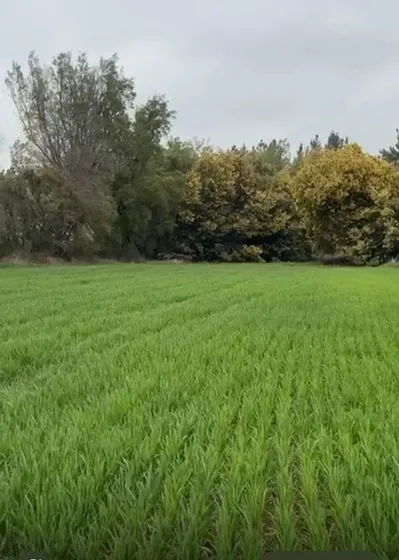 Venta Terreno Agrícola ,región De Ñuble, Pemuco