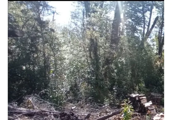 Lindo Terreno En  Chiloe
