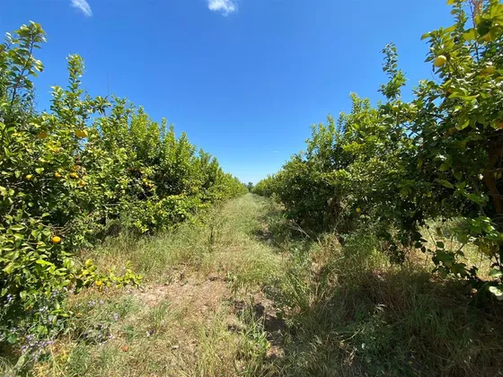 Sitio En Venta En Curacaví