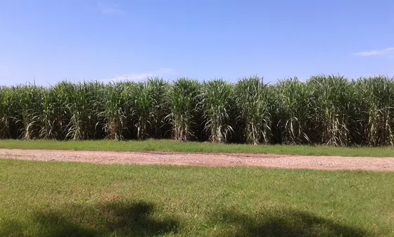 Campo - Colonia Santa Rosa