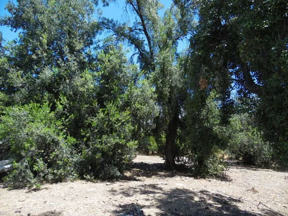 Parcela De Agrado En Pirque Caminos Los Corrales