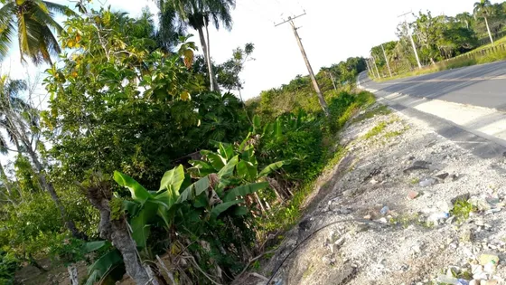 Vendo Finca De 14 Tareas Sembrada Con Rio Y Casa, Luz Y Agua En Sabana Grande De Boya, Monte Plata, Rep.dom