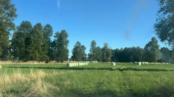 Agrícola En Venta En Purranque