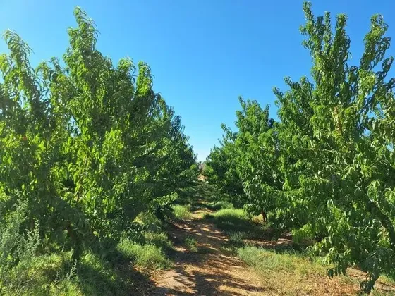Campo Con Plantación De Cerezas Y Nectarines En Sagrada Fami