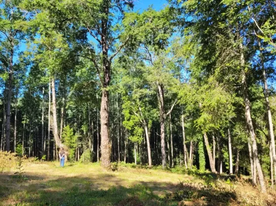 Venta Terreno Reserva Nativa Pedregoso