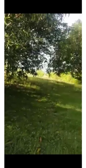 Vendo Lote En Carmen De Apicala Vereda No Condominio 