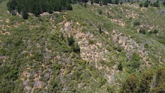 Terrenos En Los Pinos Reñaca, 1 Ha, Alta Plusvalía Y Proyecc