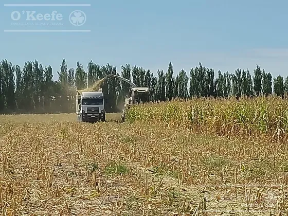 Chacra De 26 Has En Mendoza, Gral Alvear.   Hoteleria De Animales Y Producción Forrajera.