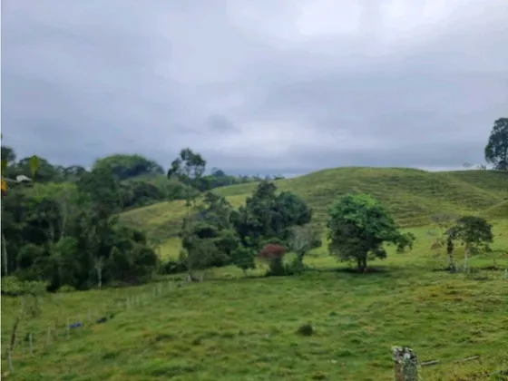 Lote Campestre Para La Venta En Filandia De 3 Cuadras