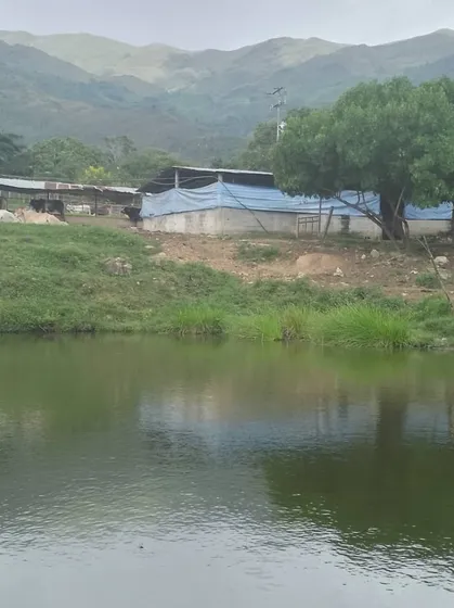 Cf Se Vende Finca En Bejuma 50 Hectáreas